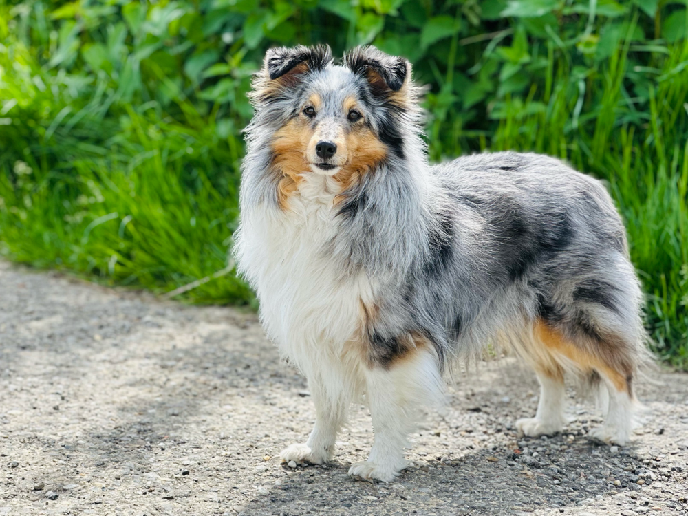 Sheltie1