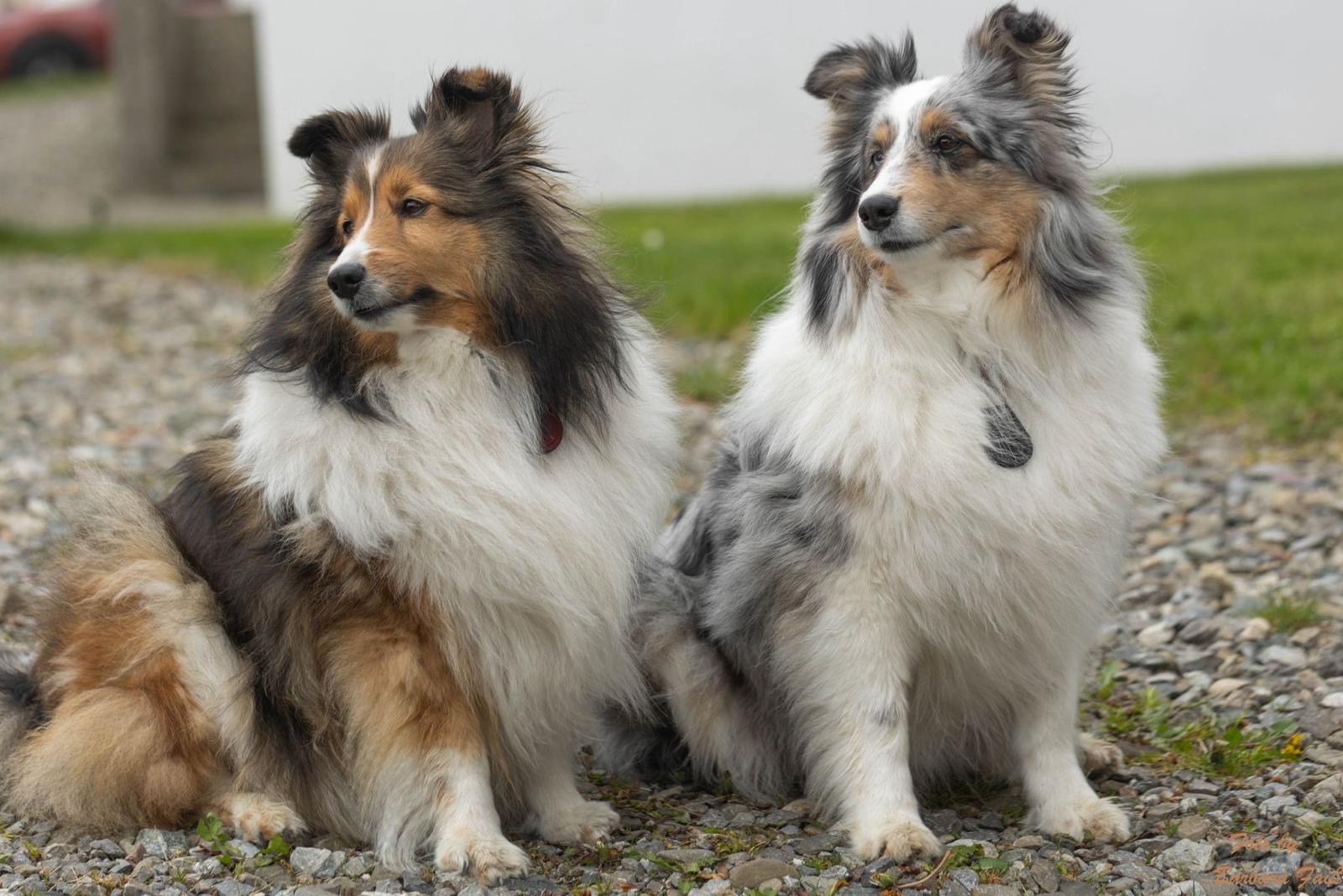 Sheltie3